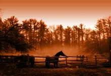 landscapes nature horses 2560x1600 wallpaper Art HD Wallpaper